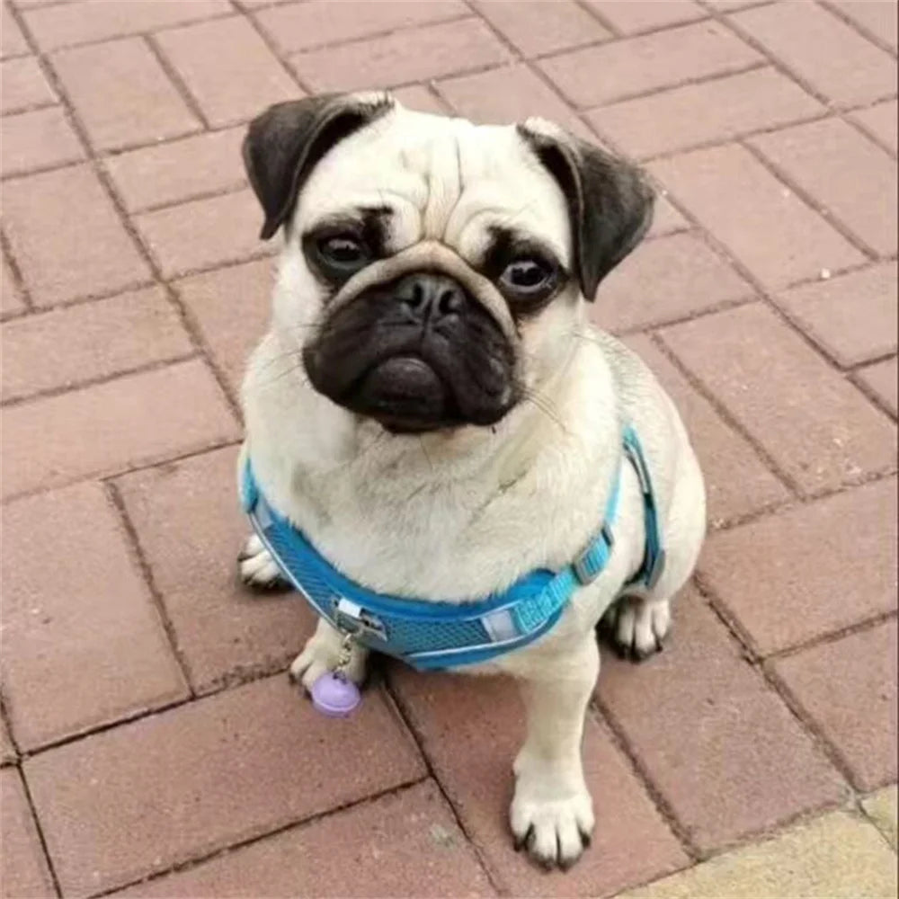 Arnés Transpirable para Perros con Correa Ajustable Reflectante